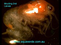 Stage_I_Moult Redclaw - Stage I - moult