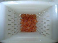 Hatched , first larval stage , 4 weeks old Hatched , first larval stage , 4 weeks old