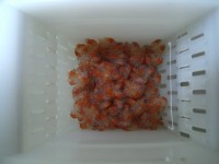 1st Moult and second larval stage , 5 weeks old 1st Moult and second larval stage , 5 weeks old