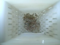 2nd Moult and finally Craylings ready for stocking, 6 weeks old 2nd Moult and finally Craylings ready for stocking, 6 weeks old