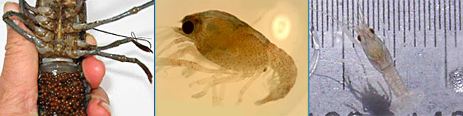 redcclawEcology Redclaw ecology