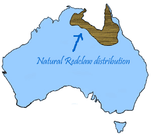 Ecology of Redclaw – (Cherax quadricarinatus) – Freshwater